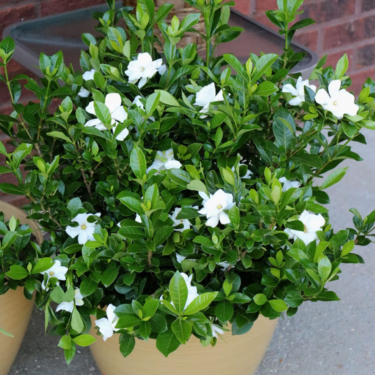 White Blooms Evergreen Gardenia Live Flowering Plant Set of Two R363713